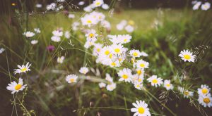 tee-gegen-sodbrennen