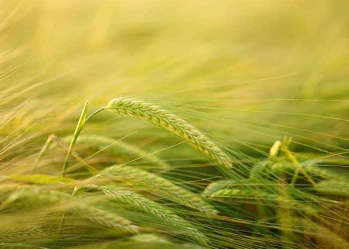 Hochwertiger Korn & bester Kornbrand • Doppelkorn Test 2018!