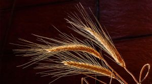 korn-getränk