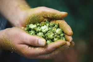 Hopfenbonitierung mit der Paulaner Brauerei