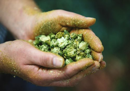 Hopfenbonitierung mit der Paulaner Brauerei