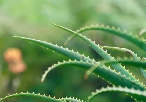 Aloe Vera Saft
